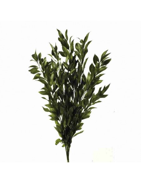 Ruscus Gigante Preservado Verde