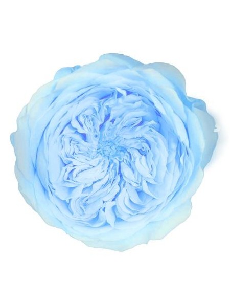 Rosa Amelia 4cmØ, Celeste x12Und