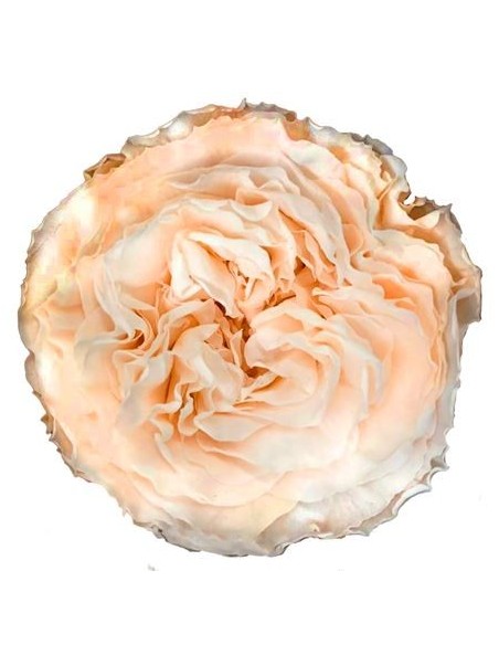 Rosa Carmen X6 Salmón claro