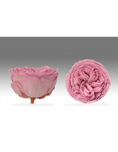 .Rosa Kabuki Rosa Pastel x3und 6cmØ