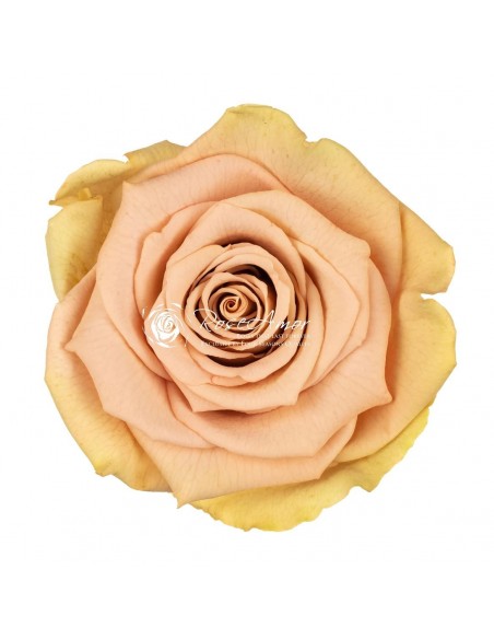 .Rosa Preservada. Bicolor Crema/Salmón LL+ 6,5CMØ x6 Roseamor