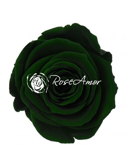 Rosa Preservada. Gris LL+ 6,5CMØ X6 Roseamor