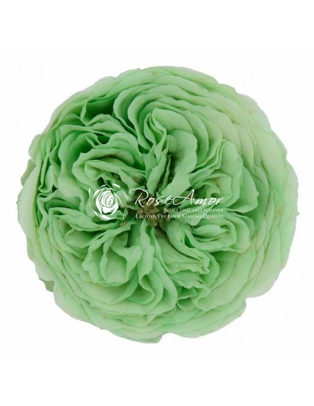 Rosa Amelia 4cmØ, Verde Claro x12Und