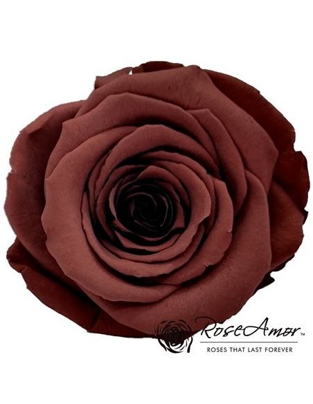 .Rosa Preservada. Chocolate LL+ 6,5CMØ X6 Roseamor