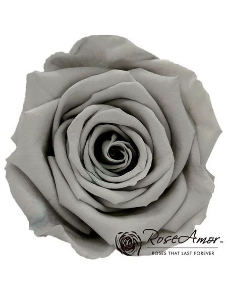 Rosa Preservada. Gris LL+ 6,5CMØ X6 Roseamor