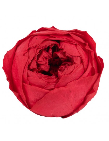 Peonia Preservada Roja x6und, x6cmØ