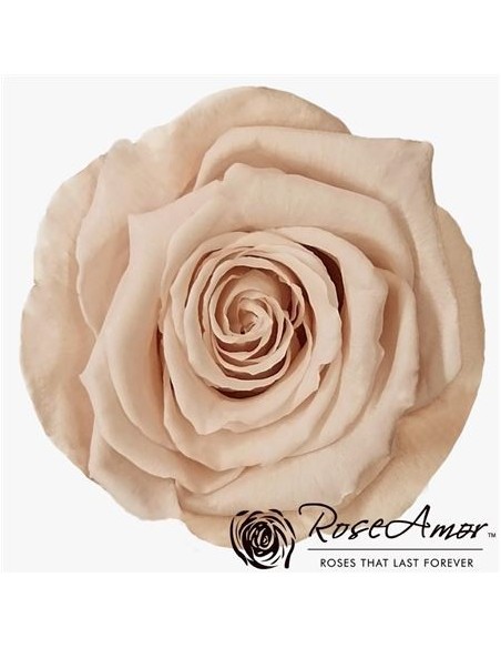 Rosa Preservada. Rosa Nude+ LL+ 6,5CMØ x6 Roseamor