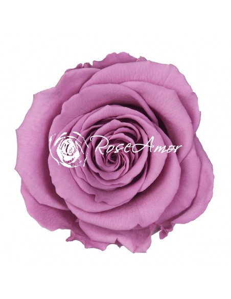 Rosa Preservada. Lila/Malva LL+ 6,5CMØ X6 Roseamor