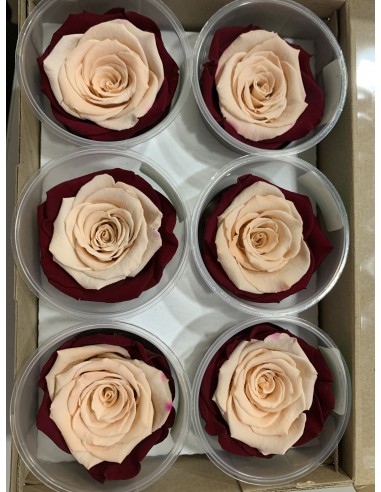 .Rosa Preservada. Bicolor Fucsia bin/Crema LL+...