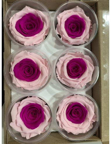 Rosa Preservada. Bicolor Rosa Suave/Morado...