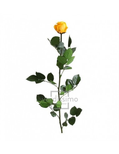 Tallo de Rosa Preservada estandar sin estuche...