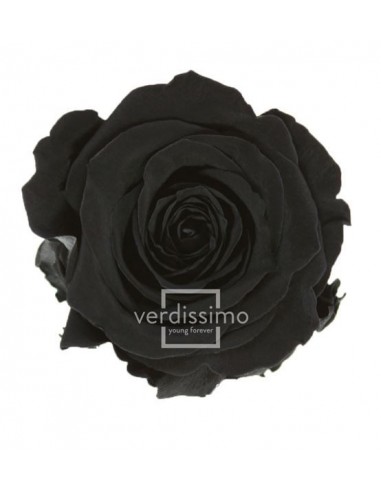 Rosa Preservada Sin Estuche Estandar Negra 60cm