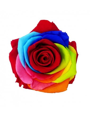 Rosa Preservada Mini Estuche Rainbox 30cm