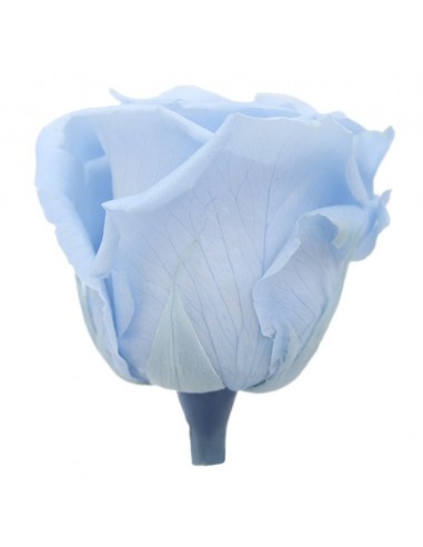 Rosa Queen Azul Claro 5 unidades