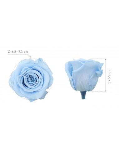 Rosa Queen Azul Claro 5 unidades 7cm Ø