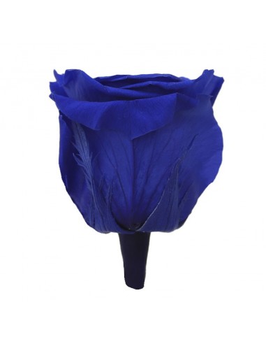 Rosa Queen Azul 5 unidades