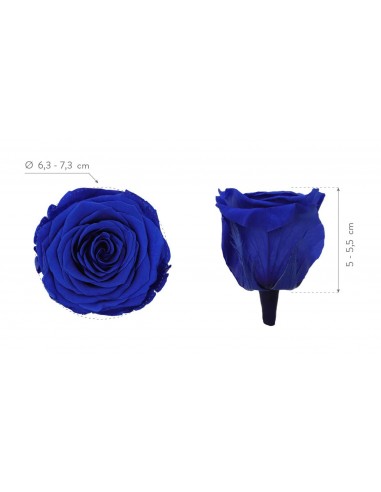 Rosa Preservada Queen Azul x5 7cm Ø