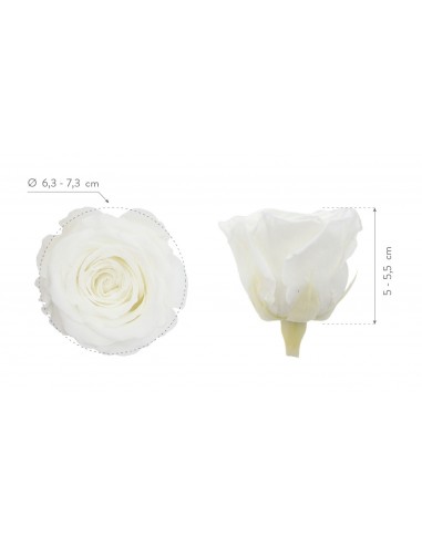 Rosa Preservada Queen Blanca x5 7cm Ø