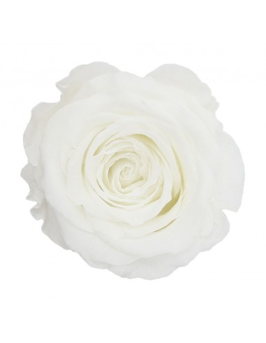 Rosa Queen Blanca 5 unidades