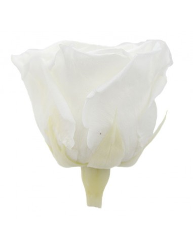 Rosa Preservada Queen Blanca x5 7cm Ø