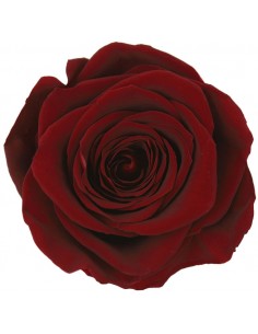 Rosa Queen Burgundy x5  7cm Ø