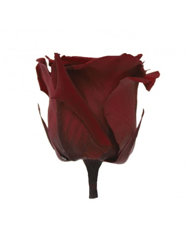 Rosa Queen Burgundy x5  7cm Ø