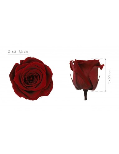 Rosa Queen Burgundy x5  7cm Ø