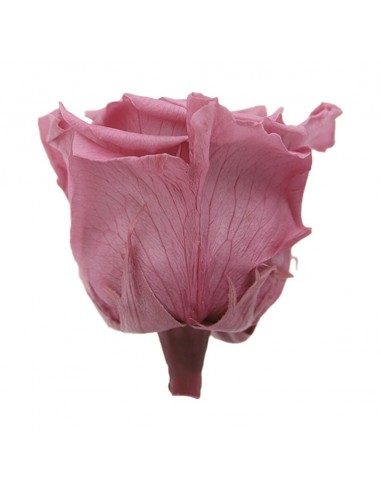 Rosa Queen Cherry Blossom x5