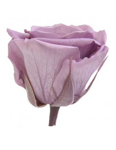 Rosa Queen Lila 5 unidades