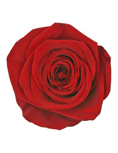 Rosa Queen Rojo 5 unidades 7cm Ø