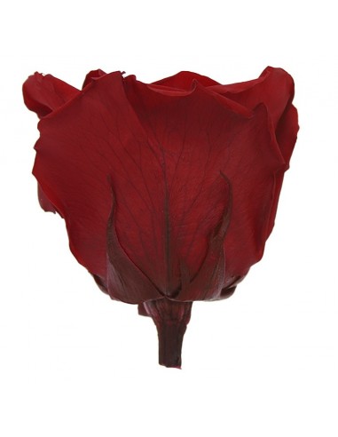 Rosa Queen Rojo 5 unidades