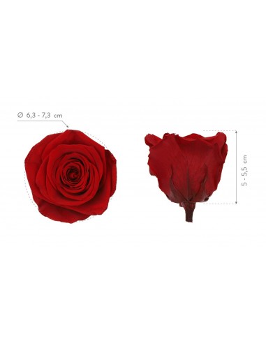 Rosa Queen Rojo 5 unidades 7cm Ø