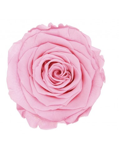 Rosa Queen Rosa Pastel x5  7cm Ø