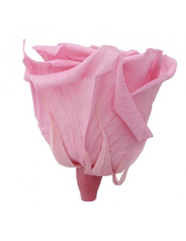 Rosa Preservada Queen Rosa Pastel x5  7cm Ø