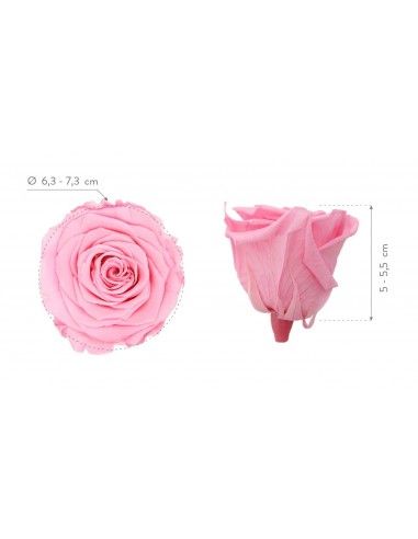 Rosa Queen Rosa Pastel x5  7cm Ø