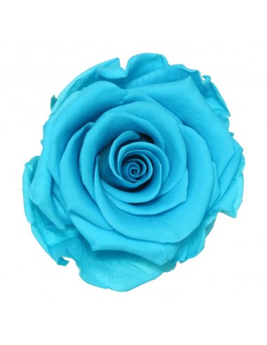 Rosa Estandar 6ud. Turquesa
