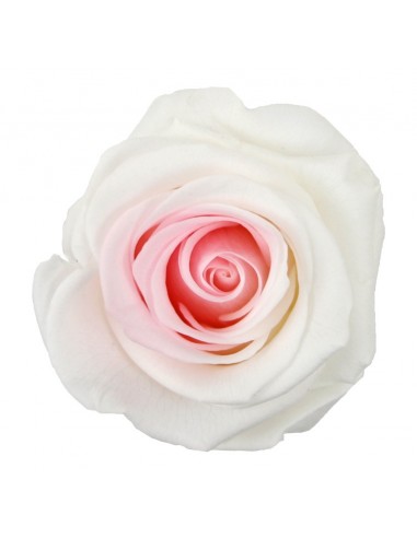 Rosa extra bicolor blanca/Rosa Pack 6 unidades