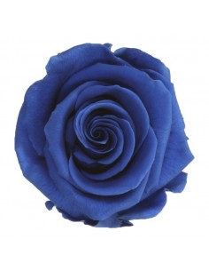 Rosa Estandar x6 Azul 5,5cm