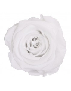 Rosa Estandar x6 Blanca 5,5cm