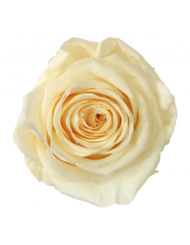 Rosa Estandar x6 Champan