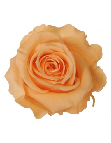 Rosa Estandar x6 Melocotón