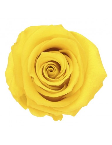 Rosa Estandar x6 uds Amarilla 5,5cm
