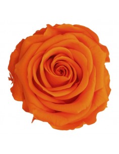 Rosa Estandar x6 uds Naranja