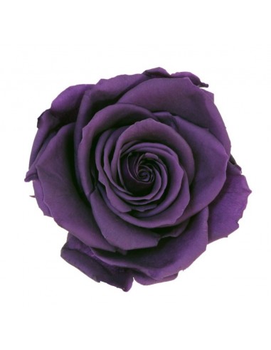 Cabeza de rosa preservada premium Púrpura 4 ud