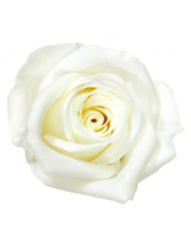 Rosa Media x8 Blanca