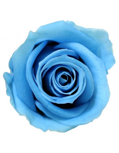 Rosa Media x8 Azul Cielo Ø 4,5-5 cm