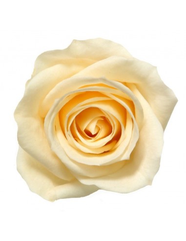 Rosa Media x8 Champagne