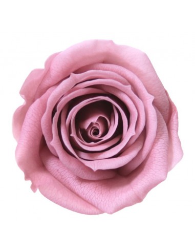 Rosa Media x8 Rosa Vintage Ø 4,5-5 cm