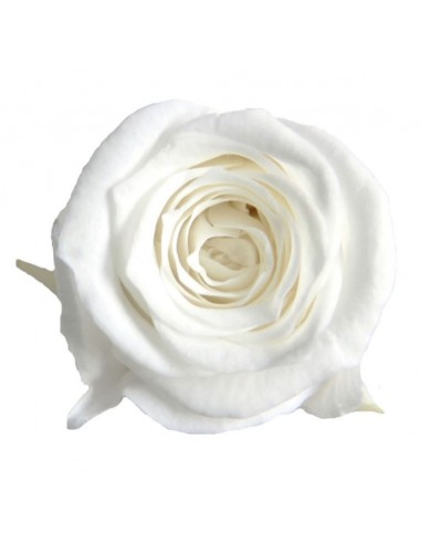 Rosa mini Princes x16 Blanco Ø 2,5-3 cm