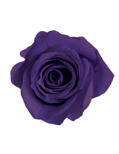 Rosa mini Princes x16 Purpura Ø 2,5-3 cm